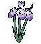 Un iris rose, ça peut être savoureux  840364
